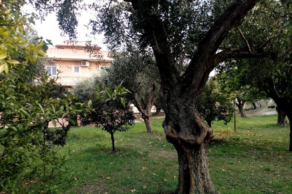 Sofia * Acharavi (Corfu)